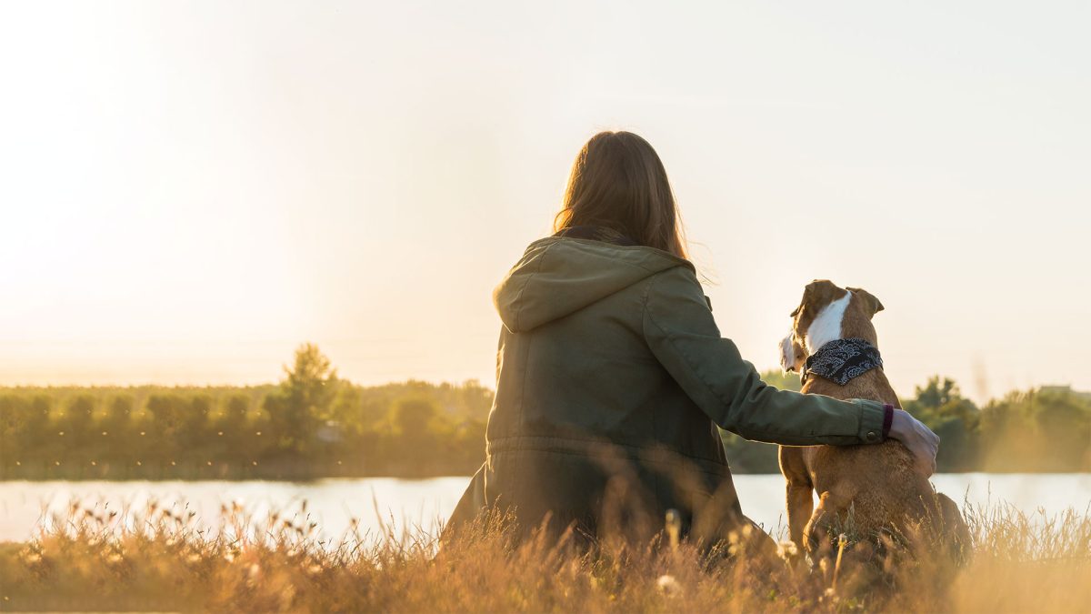Veterinarian in Lexington Vets Near Me Commonwealth Animal Care