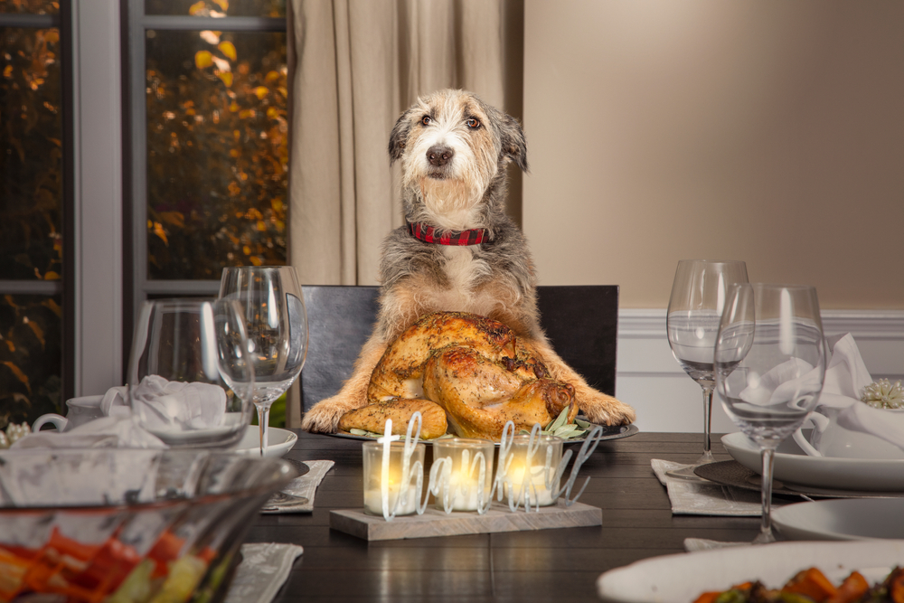 How To Celebrate A Pet-Safe Thanksgiving - Commonwealth Animal Care