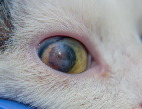 Eye Problems in Pets: Common Issues and Urgent Care Needs