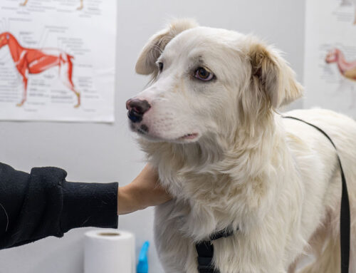 Common Aging Dog Diseases and How to Manage Them