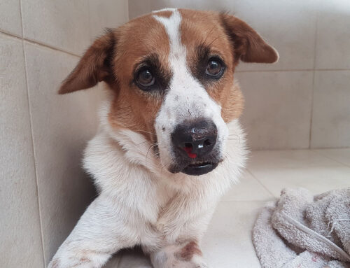 Common Breed-Related Diseases and Problems in Pets