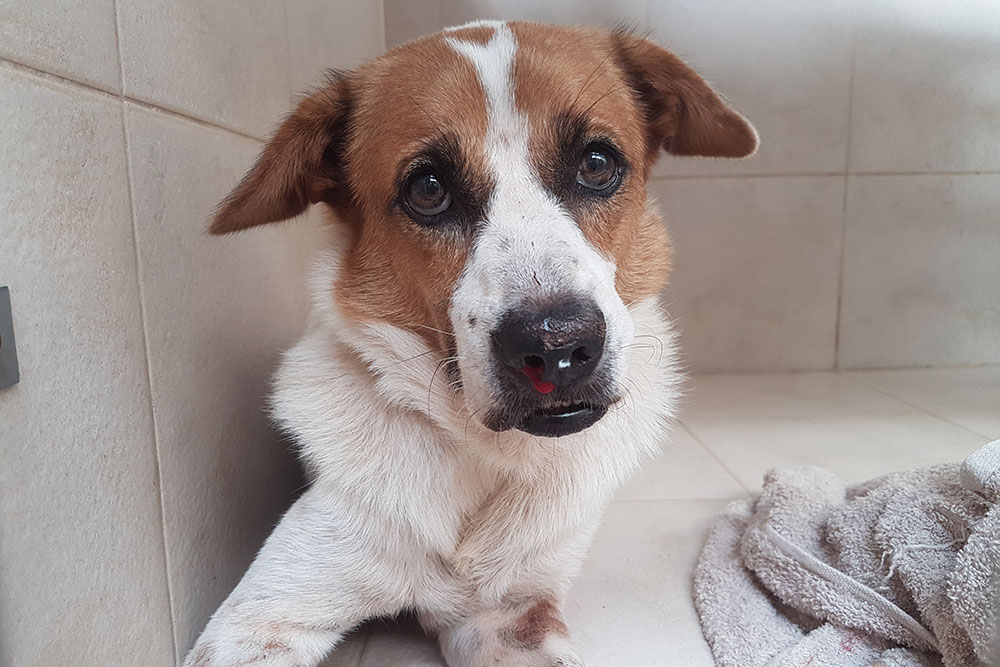 A brown and white dog lying on a tiled floor with visible injuries, including a small amount of blood around its nose and marks on its legs, looking directly at the camera with a distressed expression.