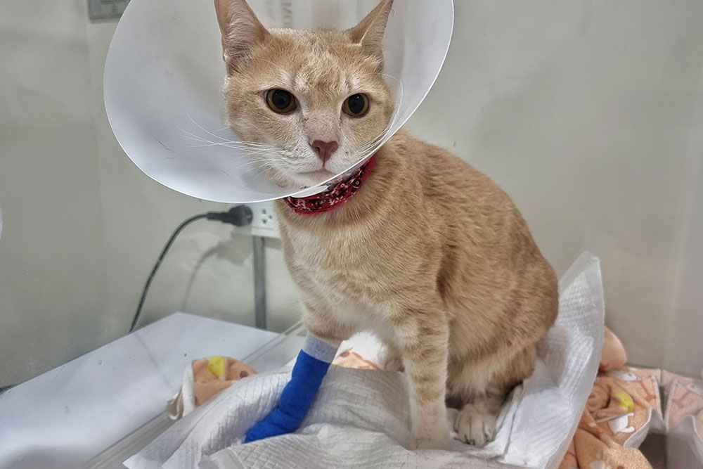 A light orange cat wearing a protective cone and a blue bandage on its front leg sits inside a veterinary enclosure, with an IV setup visible nearby.