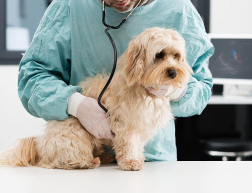 Cardiac Medications Explained: Pimobendan, Diuretics, ACE-Inhibitors