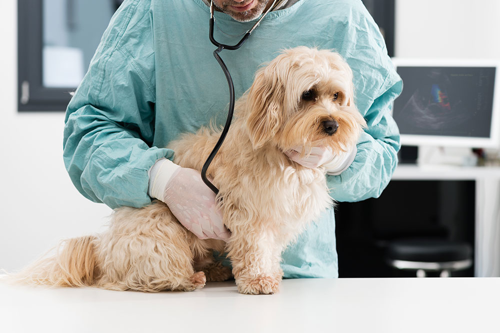 A veterinarian wearing gloves and medical scrubs uses a stethoscope to examine a small, light-colored dog on an exam table in a veterinary clinic.