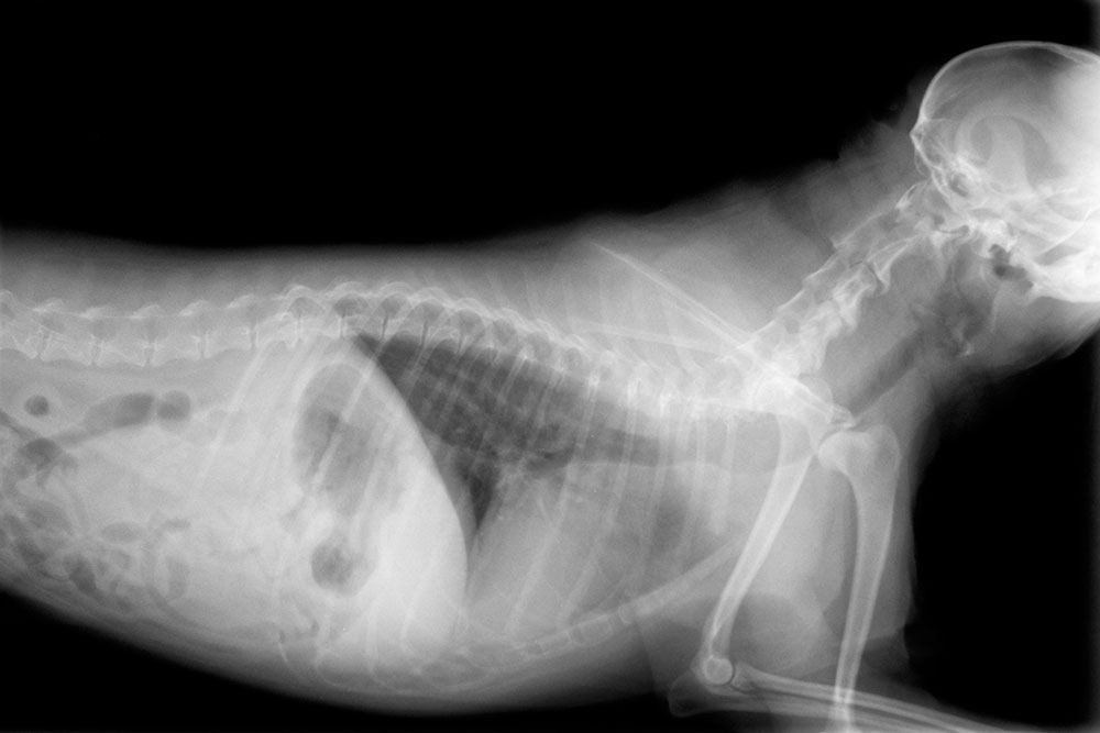 A side-view X-ray image of a dog showing the skull, spine, rib cage, lungs, and front leg bones against a dark background.
