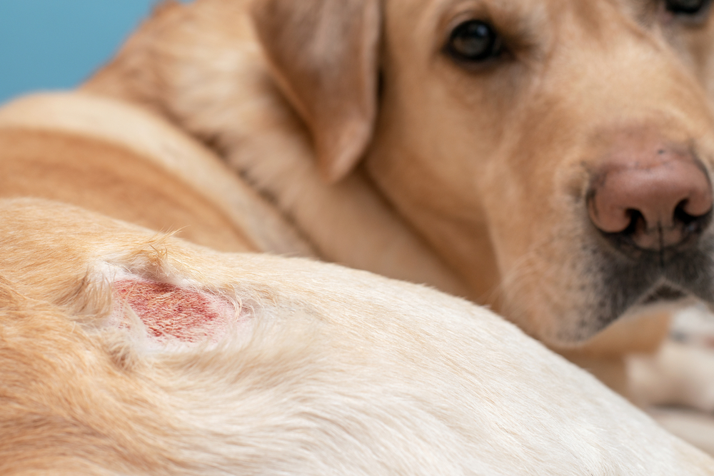 Close-up of a light-colored dog lying down with a visible skin wound on its side.