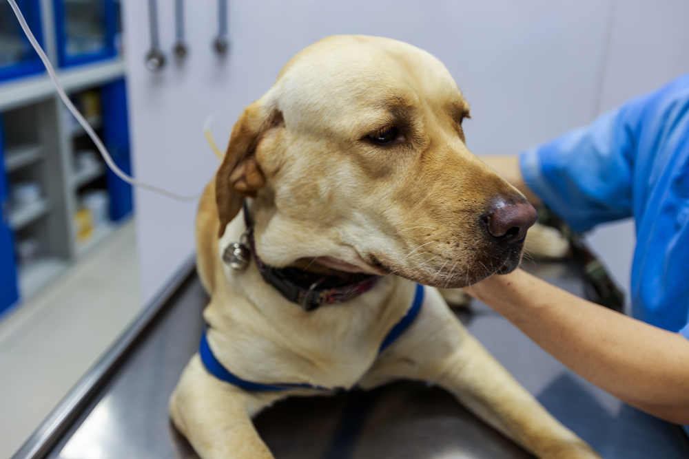 Labrador receiving emergency veterinary care during a medical examination.