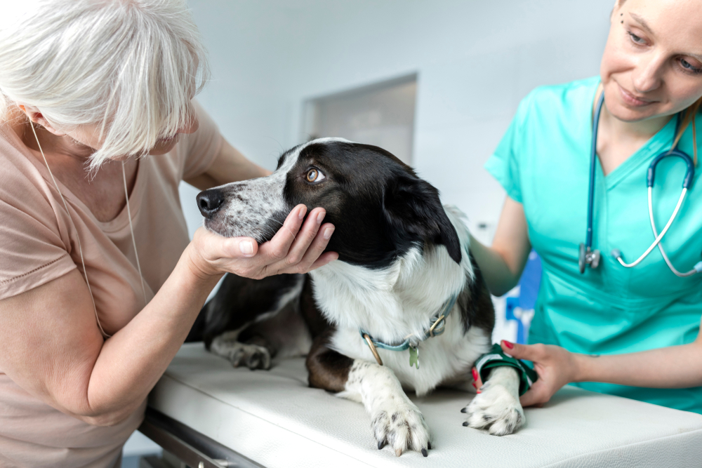 Veterinarian examining a dog while speaking with its senior owner during a veterinary visit.